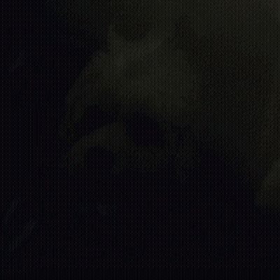 Small White Dog In Dark Room GIF