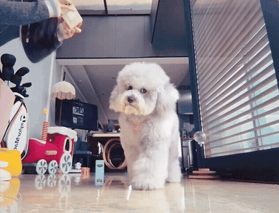Small White Dog In Front Of Taylormade Golf Bag GIF