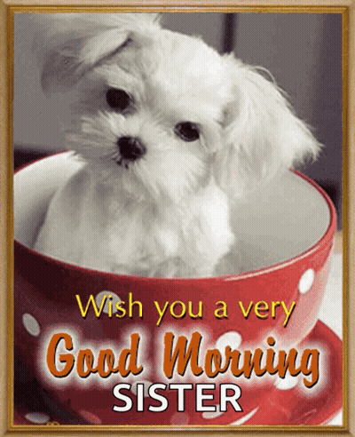 Small White Dog In Red Cup GIF
