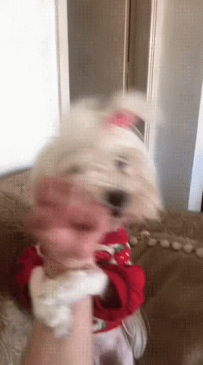 Small White Dog In Red Sweater Held By Hand GIF
