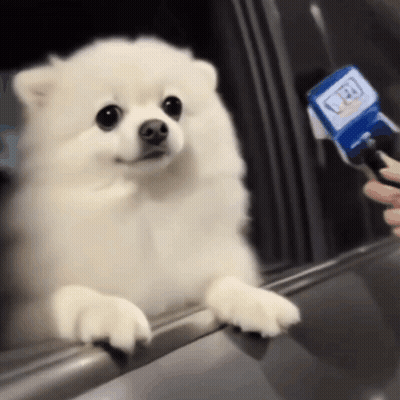 Small White Dog Interviewed At Car Window GIF