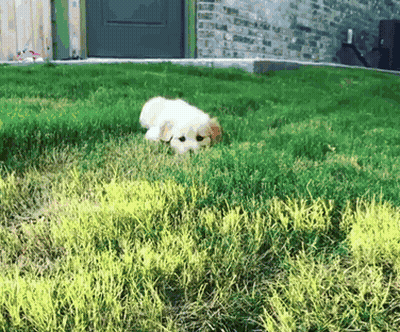 Small White Dog Laying In Grass In Front Of Brick Building GIF