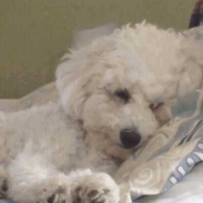 Small White Dog Laying On Bed With Blue Blanket GIF