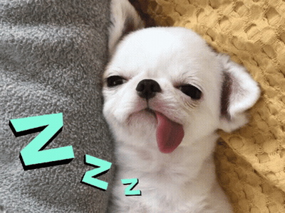 Small White Dog Laying On Blanket With Green N GIF