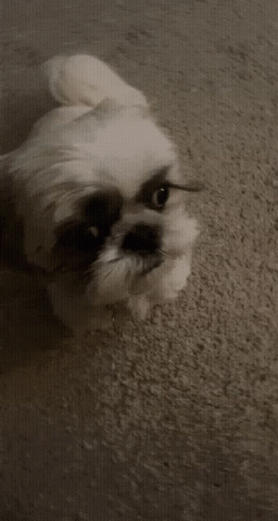 Small White Dog Laying On Carpet GIF