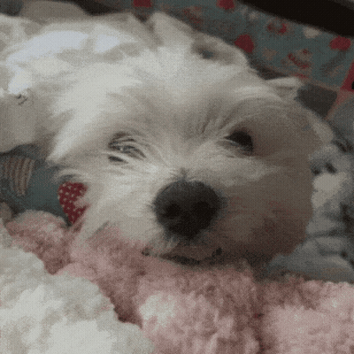 Small White Dog Laying On Pink Blanket GIF