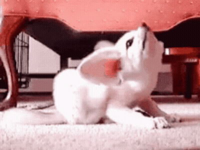 Small White Dog Laying Under Chair GIF