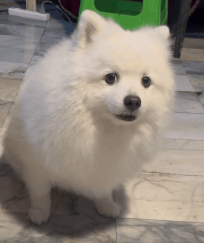 Small White Dog Looking At Camera GIF