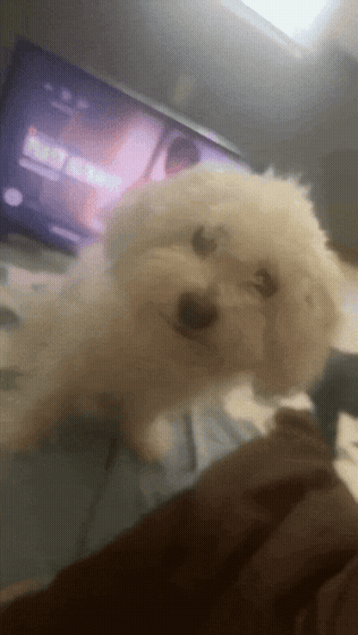 Small White Dog Looking At TV Saying Netflix GIF