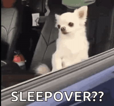 Small White Dog Looking Out Car Window GIF