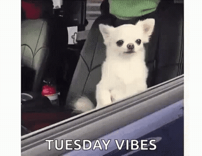 Small White Dog Looking Out Car Window GIF