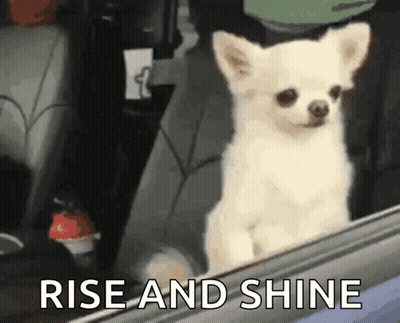 Small White Dog Looking Out Car Window Rise And Shine GIF