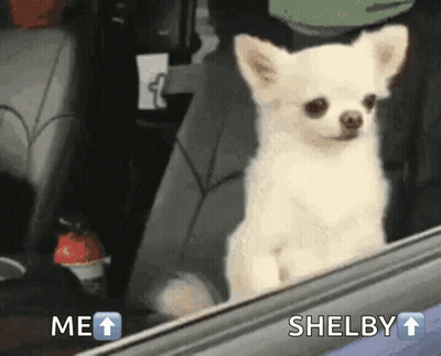 Small White Dog Looking Out Car Window With Me Shelby GIF