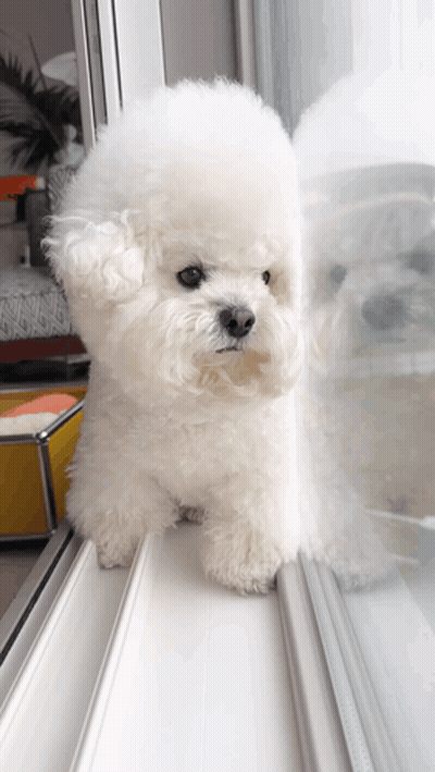 Small White Dog Looking Out Window GIF
