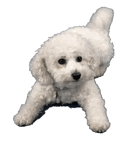 Small White Dog Lying Down Sticker