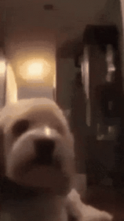 Small White Dog Lying Down On Table GIF