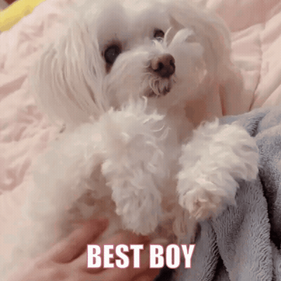 Small White Dog Lying On Bed Saying Best Boy GIF