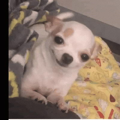 Small White Dog Lying On Bed With Blanket GIF