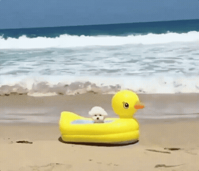 Small White Dog On Inflatable Duck GIF