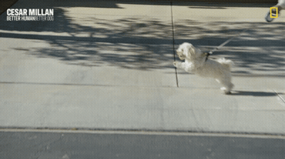 Small White Dog On Leash Cesar Millan Better Human Better Dogs GIF