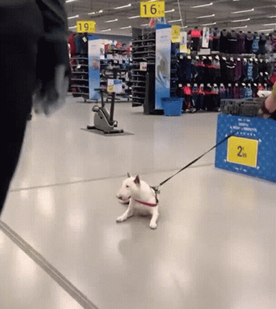Small White Dog On Leash In Store GIF