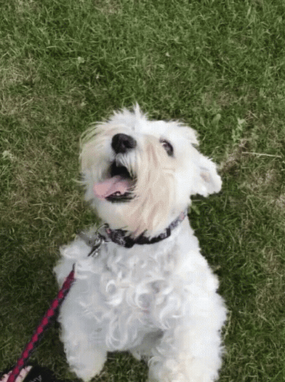 Small White Dog On Leash Looking Up GIF