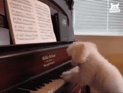 Small White Dog Playing Piano Saying Cable-Reiss GIF