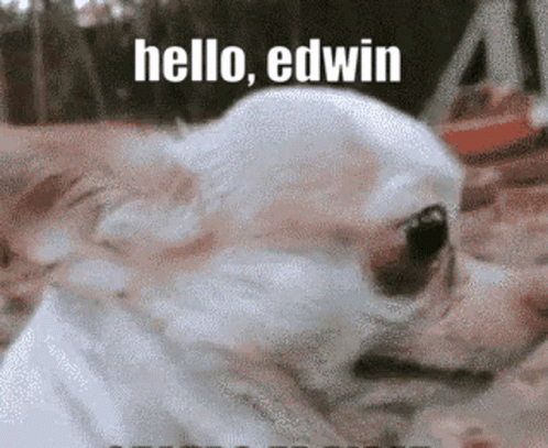 Small White Dog Saying Hello Edwin GIF