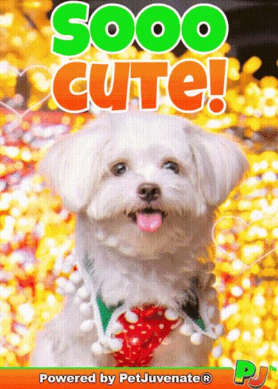 Small White Dog Saying Sooo Cute GIF