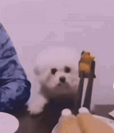 Small White Dog Sitting Beside Plate Of Food GIF