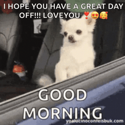 Small White Dog Sitting In Back Seat Good Morning GIF