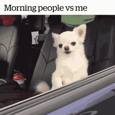 Small White Dog Sitting In Back Seat Looking Out Window GIF