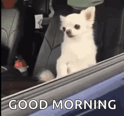 Small White Dog Sitting In Car GIF