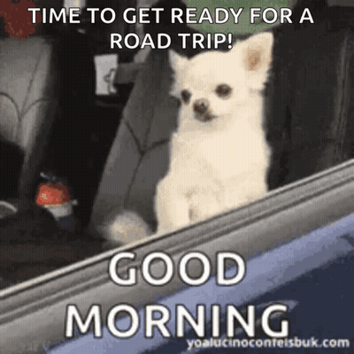 Small White Dog Sitting In Car Back Seat GIF