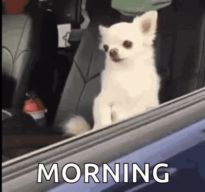 Small White Dog Sitting In Car GIF