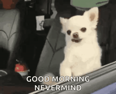 Small White Dog Sitting In Car Looking Out Window GIF