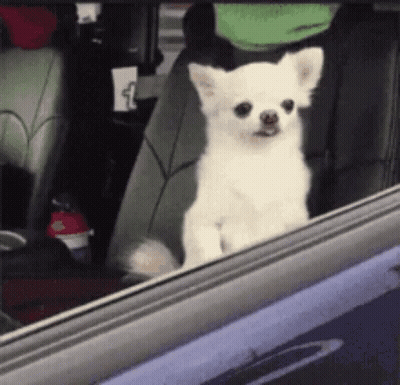 Small White Dog Sitting In Car Seat Looking Out Window GIF