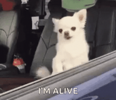 Small White Dog Sitting In Driver Seat Looking Out Window GIF