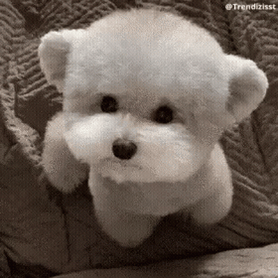 Small White Dog Sitting on Couch