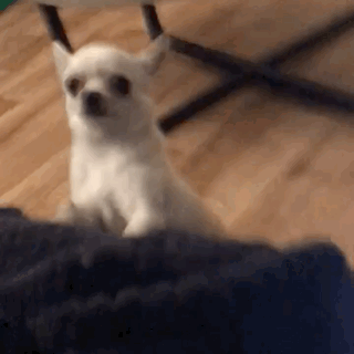 Small White Dog Sitting On Couch GIF