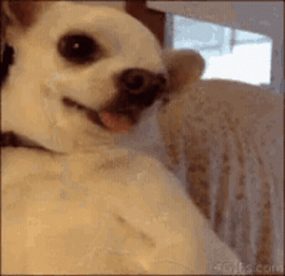 Small White Dog Sitting On Couch Looking At Camera GIF