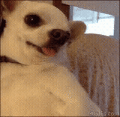 Small White Dog Sitting On Couch With Tongue Out GIF