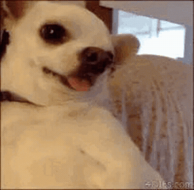 Small White Dog Sitting On Couch With Tongue Out GIF