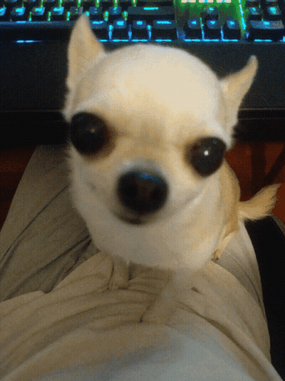 Small White Dog Sitting On Lap In Front Of Keyboard GIF