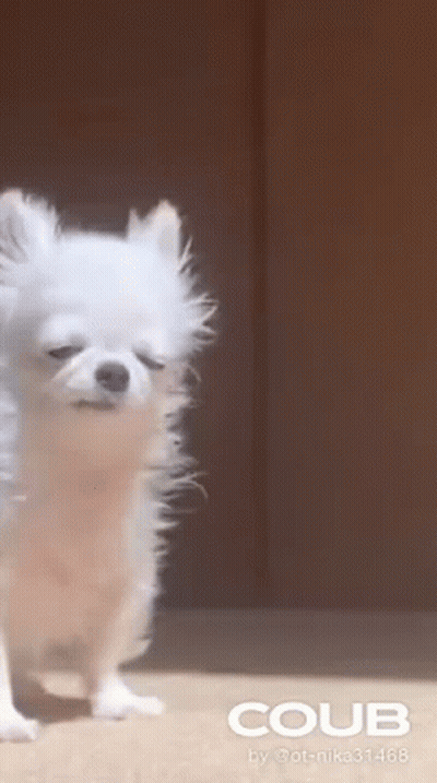 Small White Dog Standing On Hind Legs GIF