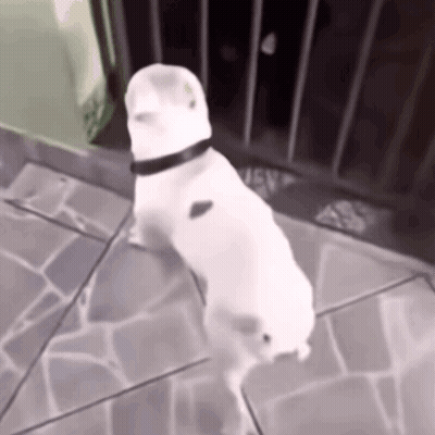 Small White Dog Standing On Hind Legs GIF