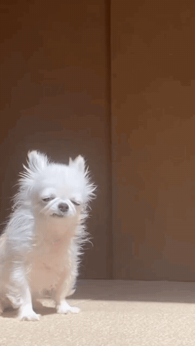 Small White Dog Standing on Hind Legs Eyes Closed