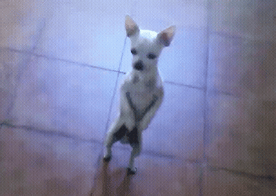 Small White Dog Standing On Hind Legs GIF