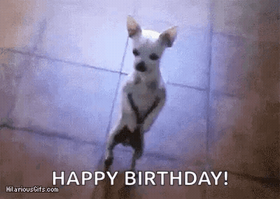 Small White Dog Standing On Hind Legs GIF