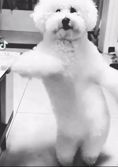 Small White Dog Standing On Hind Legs GIF
